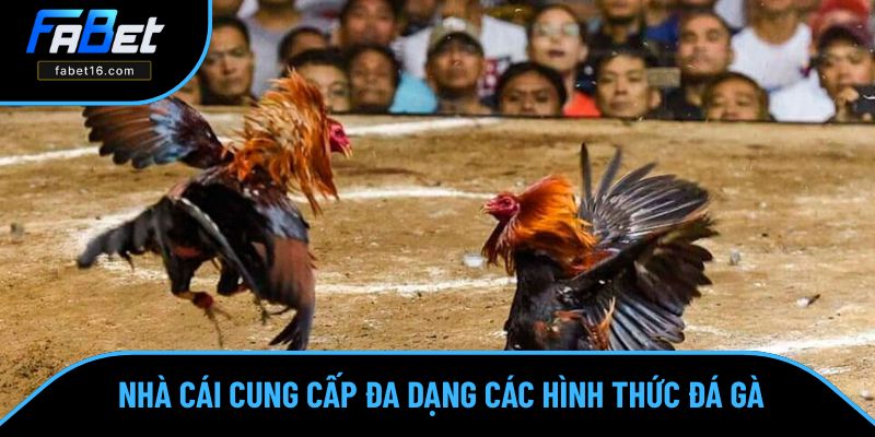 Nền tảng mang tới phong phú lựa chọn từ kinh điển cho đến xu hướng mới