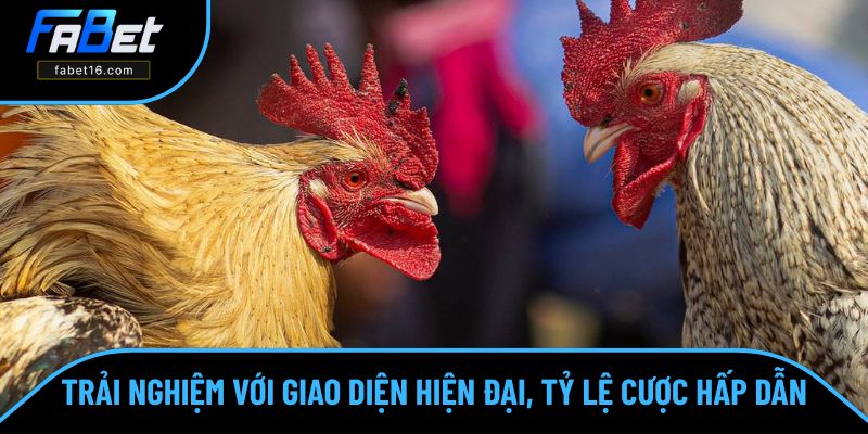 Đá gà FABET sở hữu thiết kế đỉnh cao cùng tỷ suất sinh lời thu hút