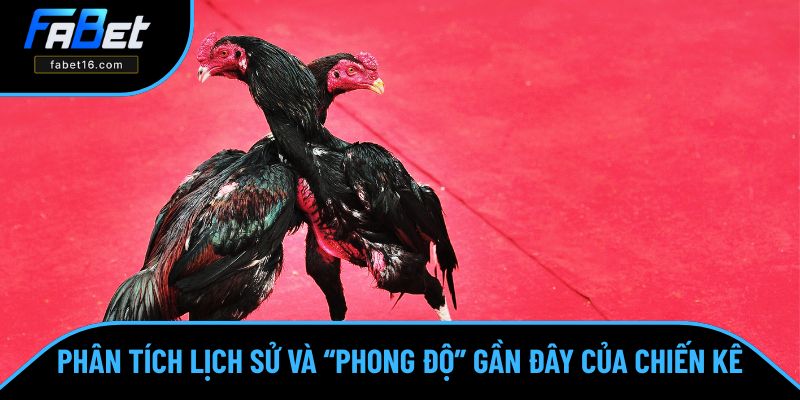 Tìm hiểu thành tích thi đấu của các chiến kê Tìm hiểu thành tích thi đấu của các chiến kê