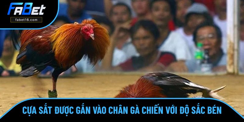 Cựa sắt được gắn vào chân gà chiến với độ sắc bén cao