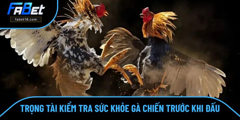 Trọng tài kiểm tra sức khỏe gà chiến trước khi thi đấu